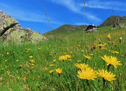 Splendide fioriture sui sentieri per i Laghi di Ponteranica in disgelo avanzato - 28giu24  - FOTOGALLERY